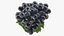 Grapes Collection 3