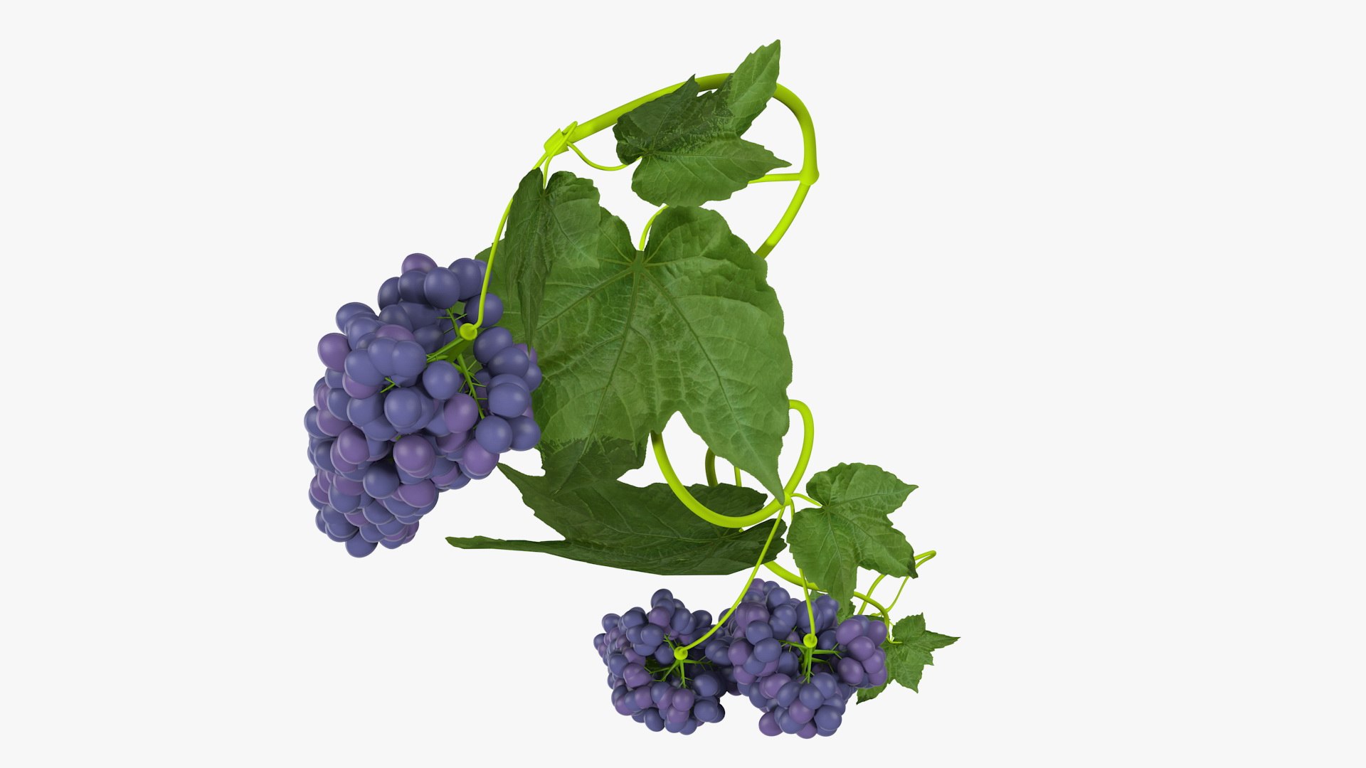 Grapes Collection 3 3D model https://p.turbosquid.com/ts-thumb/Vu/NjOfUn/Ui/grapescollection3mb3dmodel041/jpg/1647461552/1920x1080/fit_q87/e599740e8ee81b03346fbf50fe46ca00f88bc161/grapescollection3mb3dmodel041.jpg