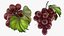 Grapes Collection 3