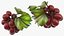 Grapes Collection 3