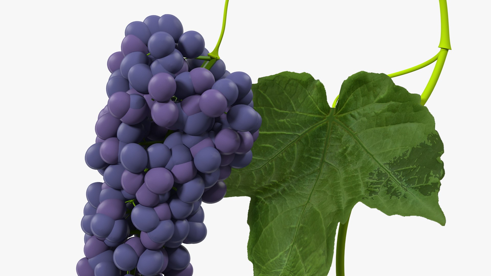 Grapes Collection 3 3D model https://p.turbosquid.com/ts-thumb/Vu/NjOfUn/gB/grapescollection3mb3dmodel044/jpg/1647461560/1920x1080/fit_q87/15d646ccea5b9e4678c641c04b67f0171f03e168/grapescollection3mb3dmodel044.jpg