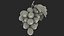 Grapes Collection 3