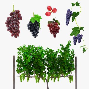 Grapes Collection 3 3D model