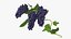 Grapes Collection 3
