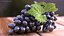 Grapes Collection 3