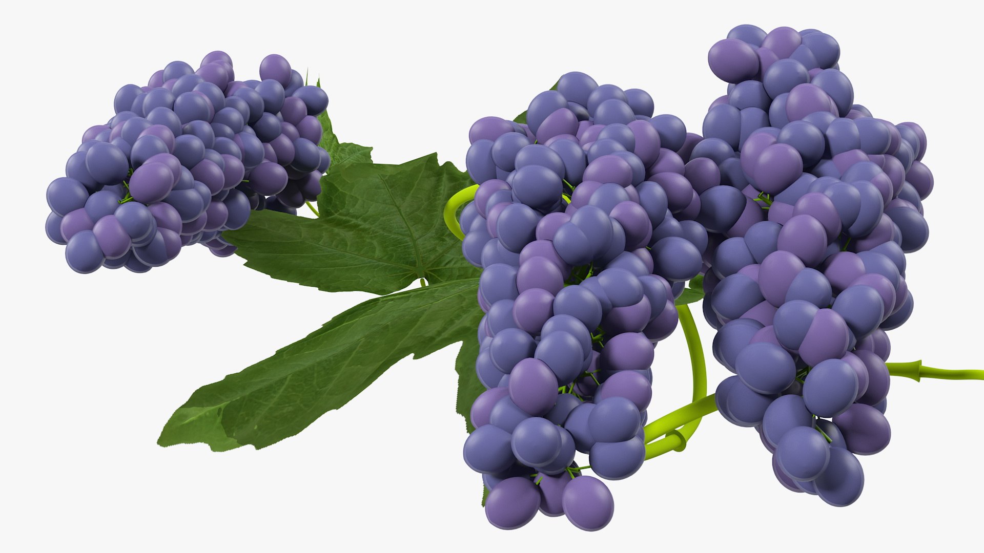 Grapes Collection 3 3D model https://p.turbosquid.com/ts-thumb/Vu/NjOfUn/wL/grapescollection3mb3dmodel045/jpg/1647461563/1920x1080/fit_q87/53290c3025657223029c8c68a6913ef5c655bcf6/grapescollection3mb3dmodel045.jpg