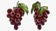 Grapes Collection 3