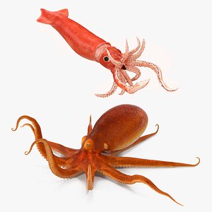 Octopus And Arrow Squid Doryteuthis Plei Rigged Collection