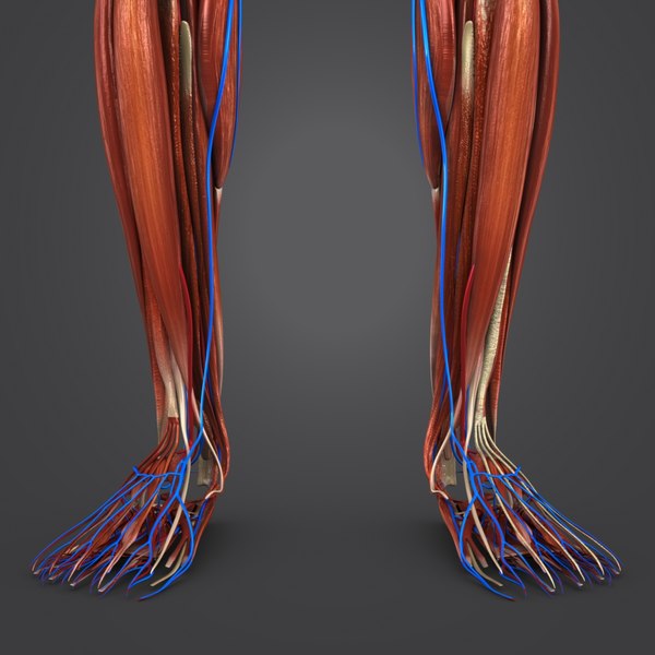 3D muscular muscles - TurboSquid 1268741