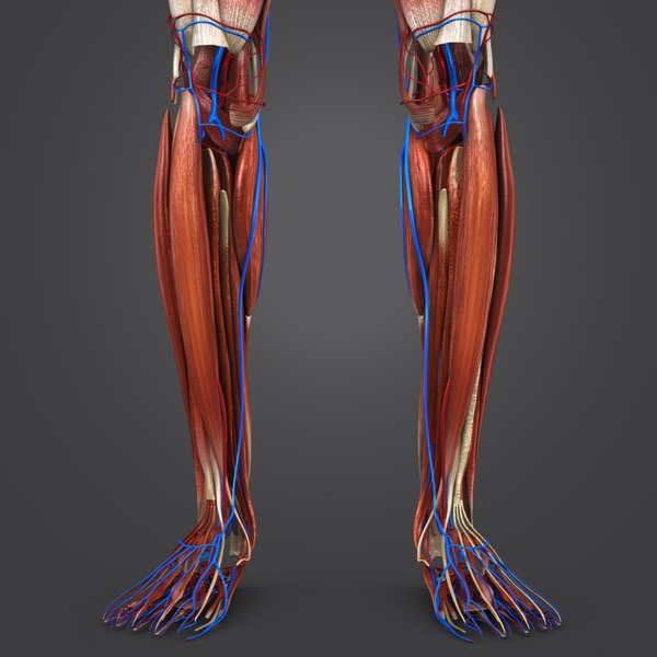 3D muscular muscles - TurboSquid 1268741