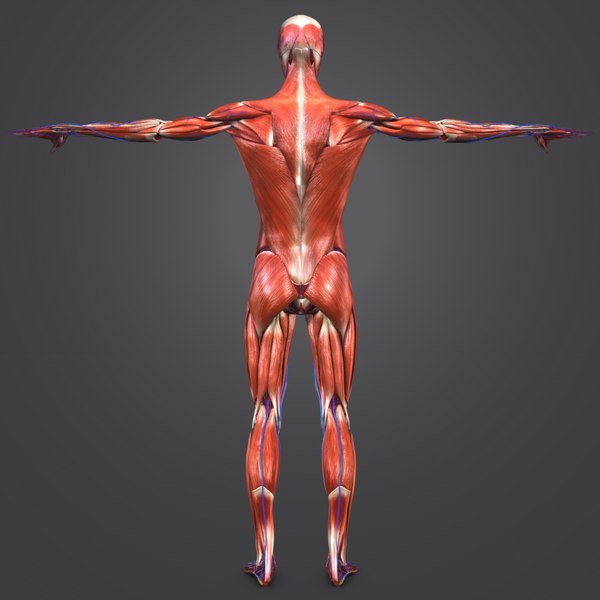 3D muscular muscles - TurboSquid 1268741