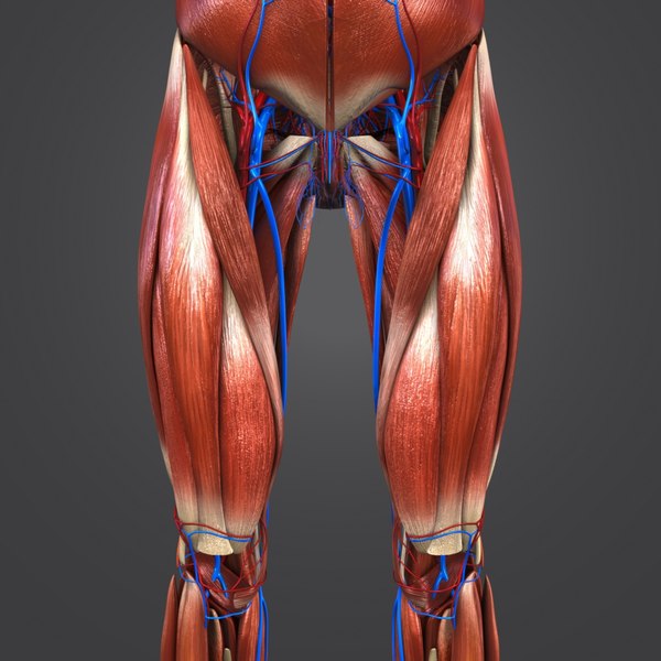 3D muscular muscles - TurboSquid 1268741