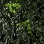 Vertical gardens