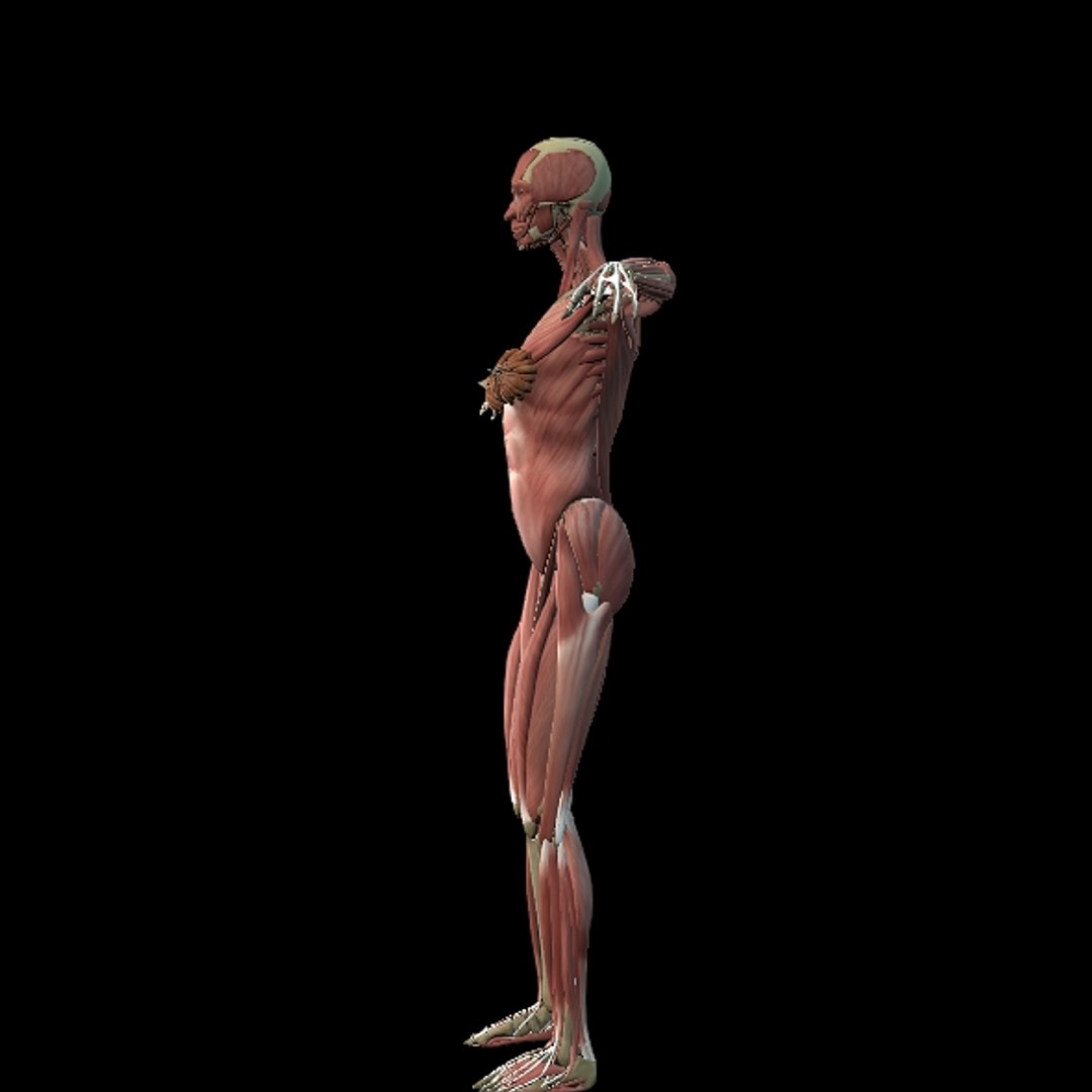 3D Female Muscle  with skeletal system https://p.turbosquid.com/ts-thumb/Vu/qWeROa/0v/p9/jpg/1686658773/1920x1080/fit_q87/e8aaf924429093b2d7f10e7320e690d63b2bd5ea/p9.jpg