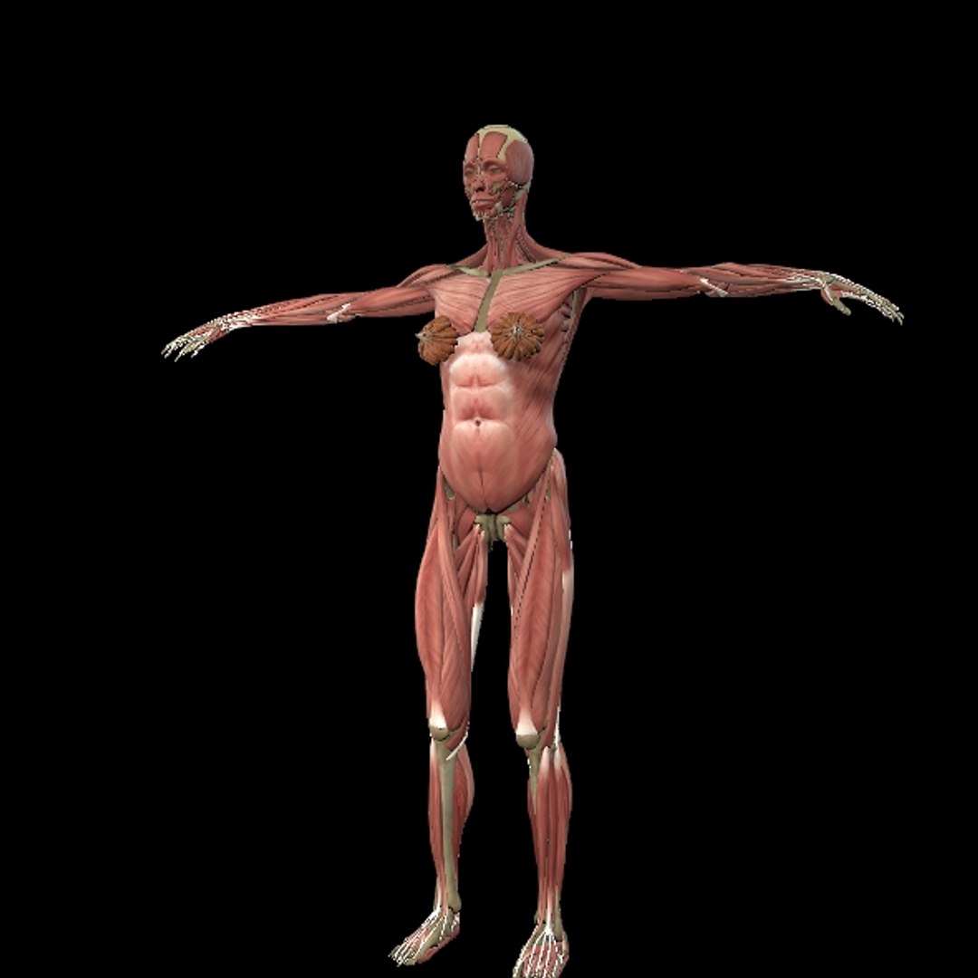 3D Female Muscle  with skeletal system https://p.turbosquid.com/ts-thumb/Vu/qWeROa/3U/p4/jpg/1686658771/1920x1080/fit_q87/942f19cdfd4db48a5fd32c4b88adc0d691706051/p4.jpg