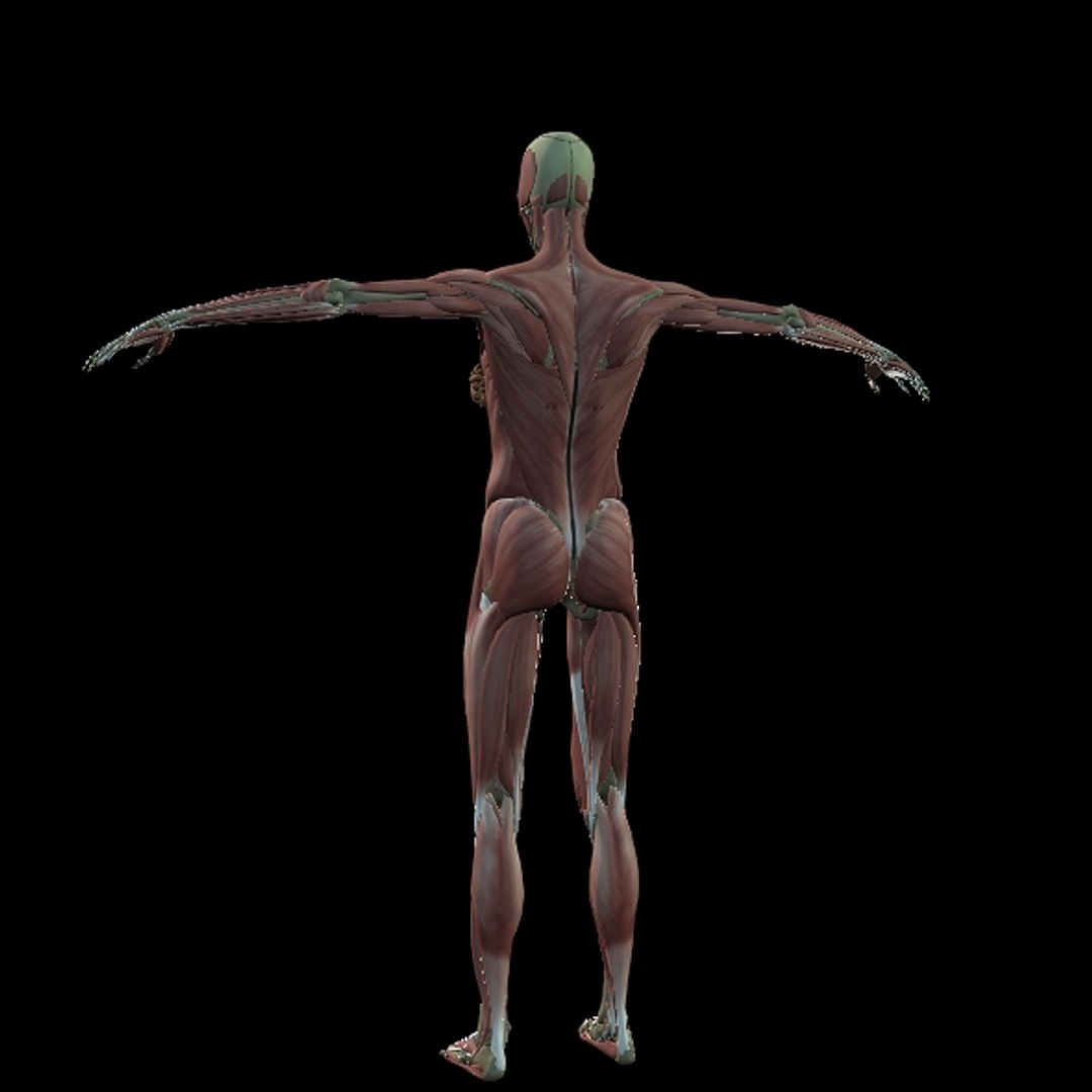 3D Female Muscle  with skeletal system https://p.turbosquid.com/ts-thumb/Vu/qWeROa/4v/p15/jpg/1686658776/1920x1080/fit_q87/d84ac979951f19e349e97da1b9ca3ccd4ef247ed/p15.jpg
