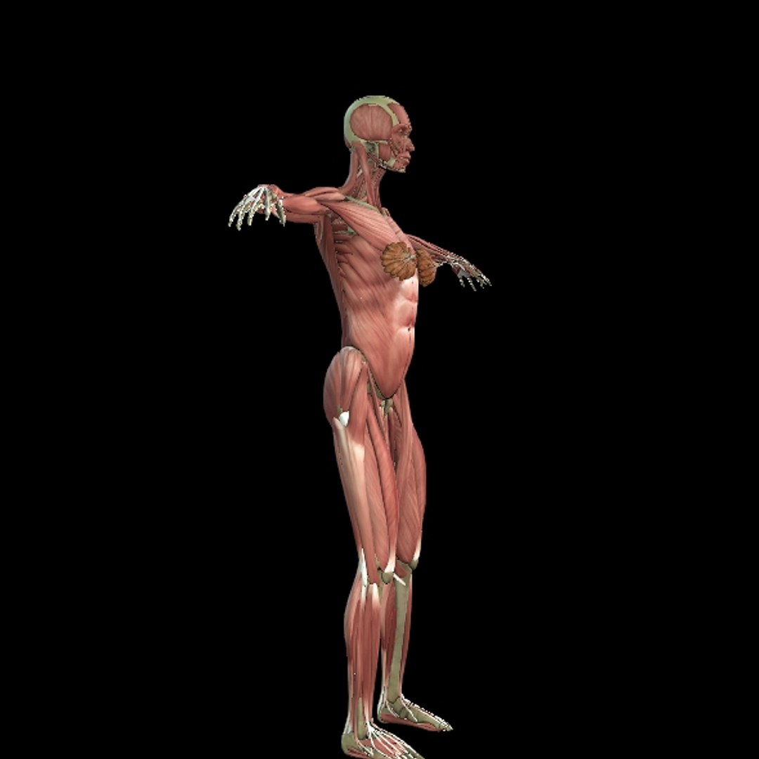 3D Female Muscle  with skeletal system https://p.turbosquid.com/ts-thumb/Vu/qWeROa/53/p23/jpg/1686658781/1920x1080/fit_q87/9daae43ce3eeac76468535ce60e57cf4056b4e75/p23.jpg