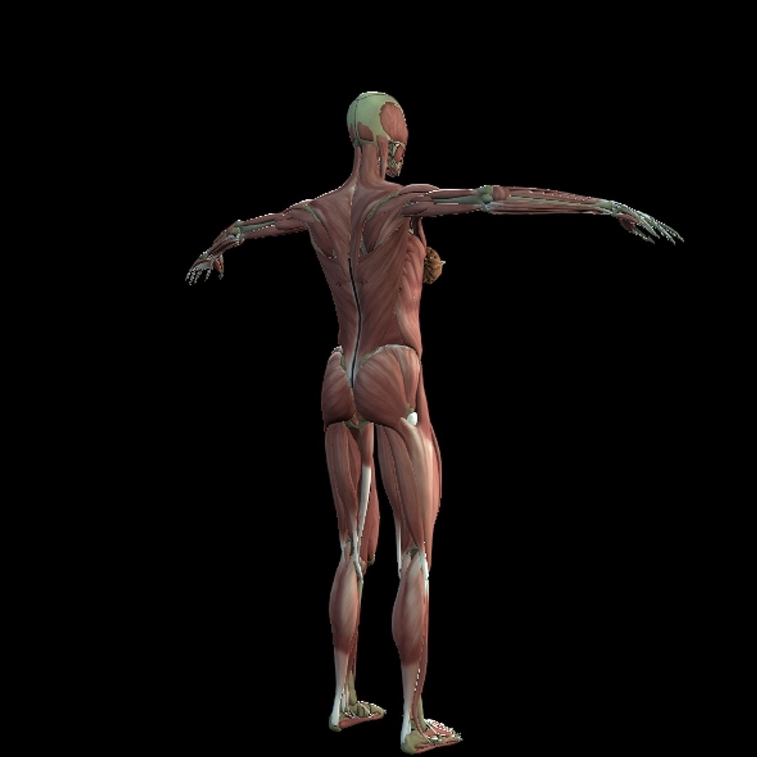 3D Female Muscle  with skeletal system https://p.turbosquid.com/ts-thumb/Vu/qWeROa/6E/p19/jpg/1686658778/1920x1080/fit_q87/f1c1137f45a52c0225d8dbfb0bac68d62bd097e5/p19.jpg