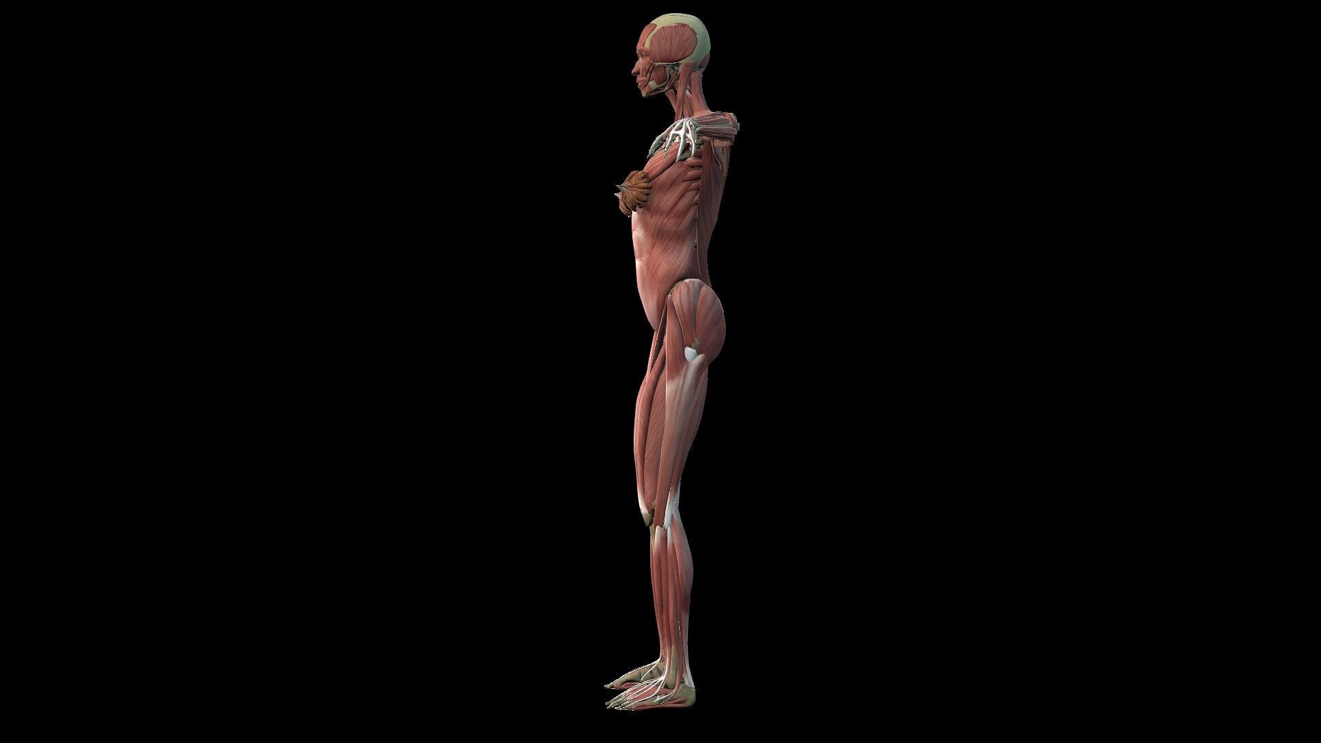 3D Female Muscle  with skeletal system https://p.turbosquid.com/ts-thumb/Vu/qWeROa/Gi/5/jpg/1686658765/1920x1080/fit_q87/bac2cffcb626bc36fed1bc74d7dad25b67b4f975/5.jpg