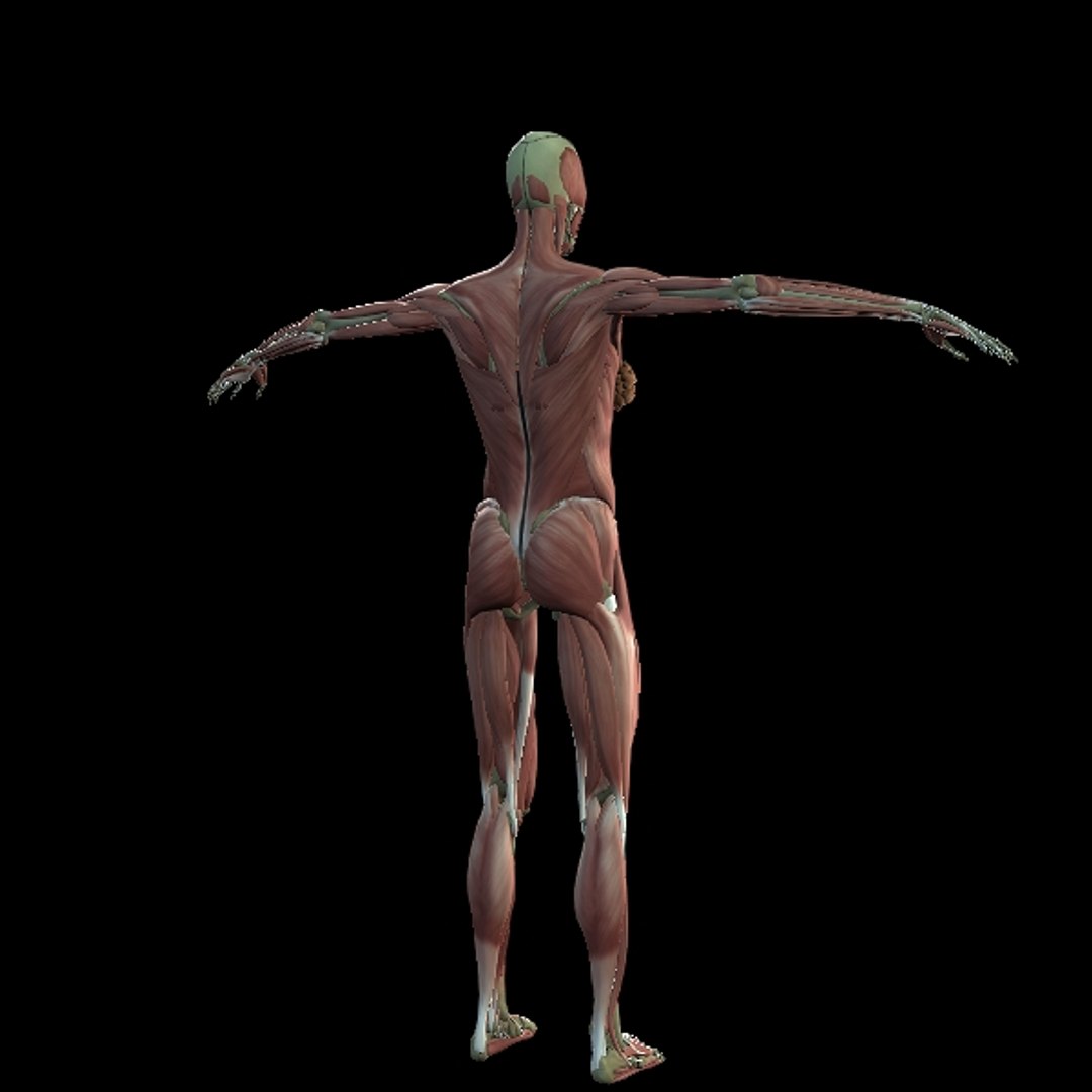 3D Female Muscle  with skeletal system https://p.turbosquid.com/ts-thumb/Vu/qWeROa/Gm/p18/jpg/1686658778/1920x1080/fit_q87/c7260ff512490cce04df5f9a45fa516de25aafce/p18.jpg
