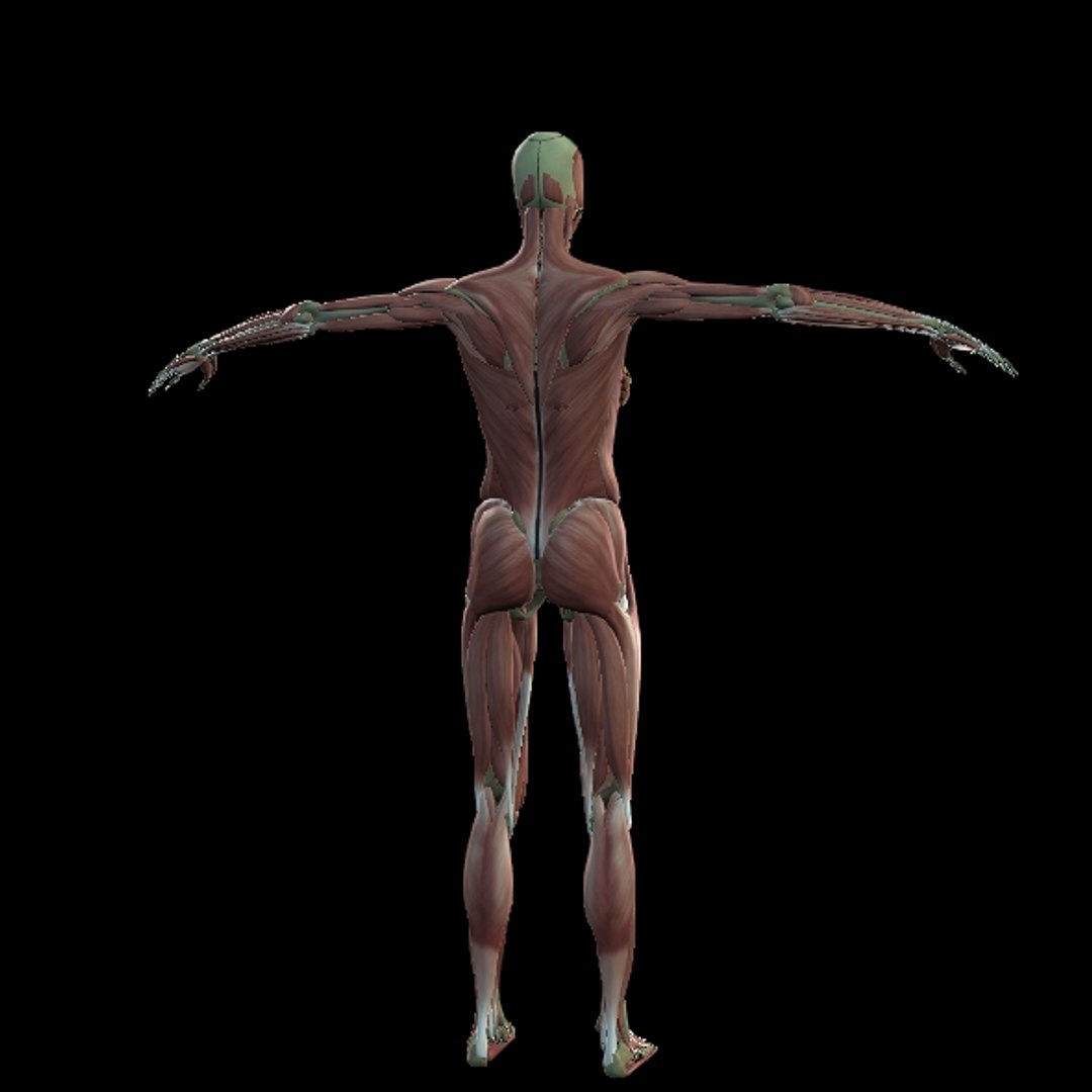 3D Female Muscle  with skeletal system https://p.turbosquid.com/ts-thumb/Vu/qWeROa/Hm/p17/jpg/1686658778/1920x1080/fit_q87/030671d77cc16cc39fb34d6c047078ed33571a6c/p17.jpg
