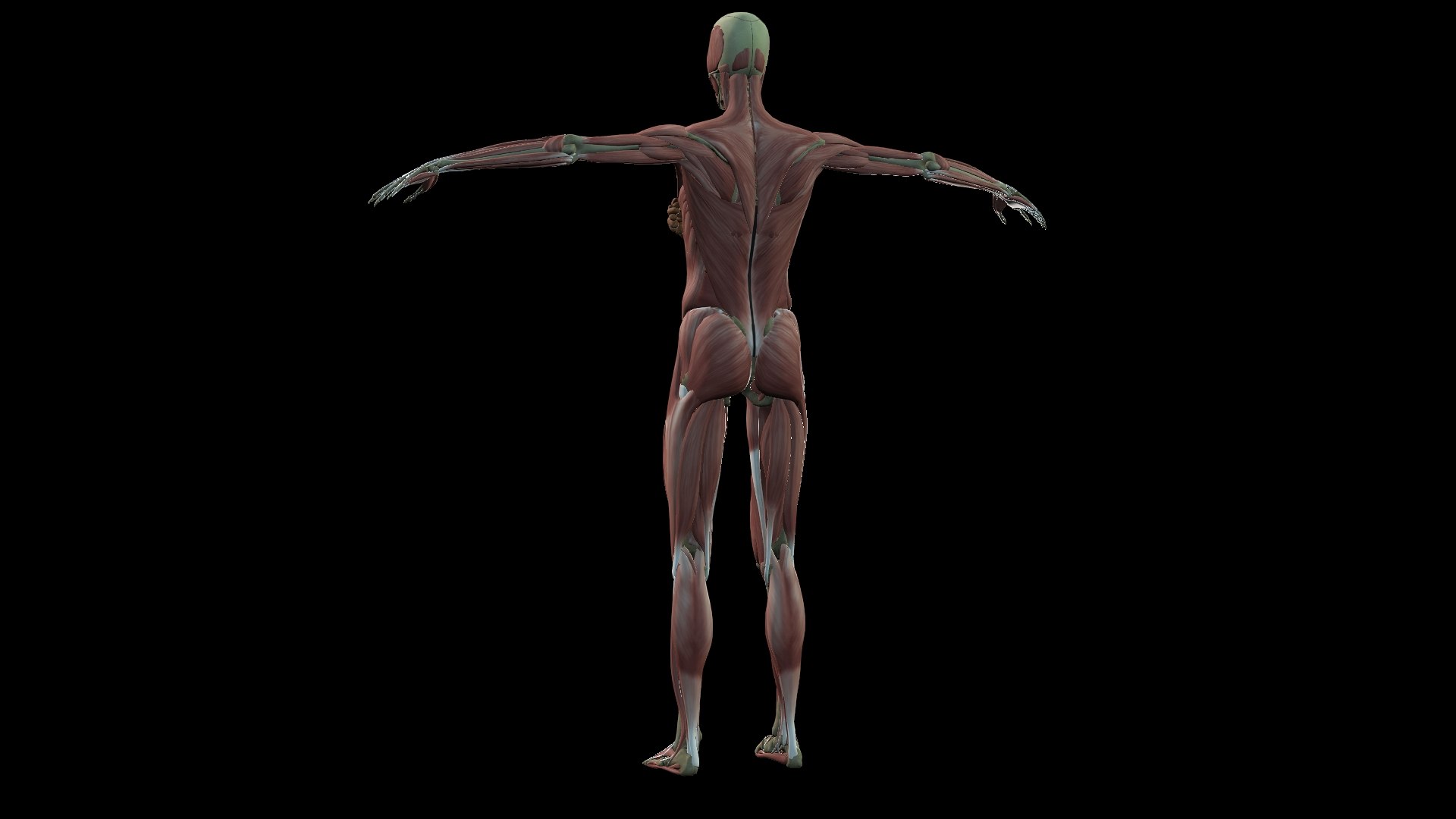 3D Female Muscle  with skeletal system https://p.turbosquid.com/ts-thumb/Vu/qWeROa/Ir/7/jpg/1686658767/1920x1080/fit_q87/f875493ad5034c0a501e8b426fd25ba7826cd443/7.jpg
