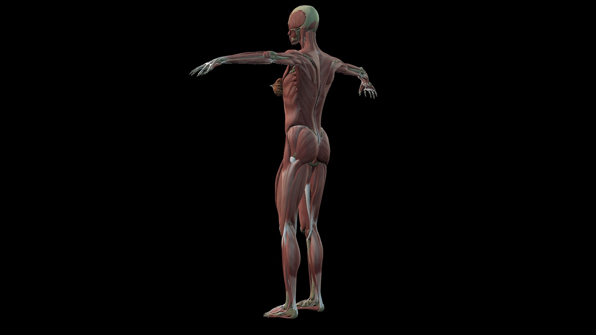 3D Female Muscle  with skeletal system https://p.turbosquid.com/ts-thumb/Vu/qWeROa/JE/6/jpg/1686658766/1920x1080/fit_q87/12953ebd7f3a11c9a860a8da9afccd2f470b5b1d/6.jpg