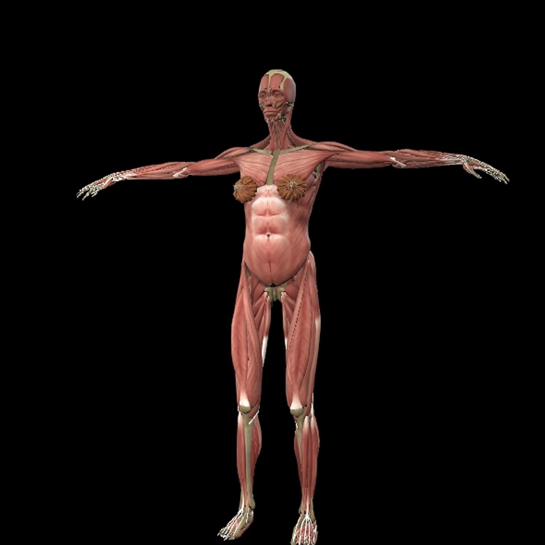 3D Female Muscle  with skeletal system https://p.turbosquid.com/ts-thumb/Vu/qWeROa/KW/p3/jpg/1686658770/1920x1080/fit_q87/02484b475211e538df7293b209c3c138e2c29a3e/p3.jpg