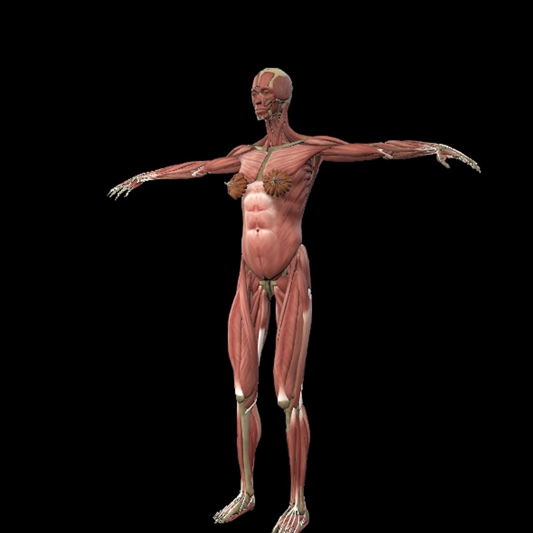3D Female Muscle  with skeletal system https://p.turbosquid.com/ts-thumb/Vu/qWeROa/ML/p5/jpg/1686658771/1920x1080/fit_q87/cfe8fc4be45f1f842fe5377e0e1dda1130d7f59c/p5.jpg