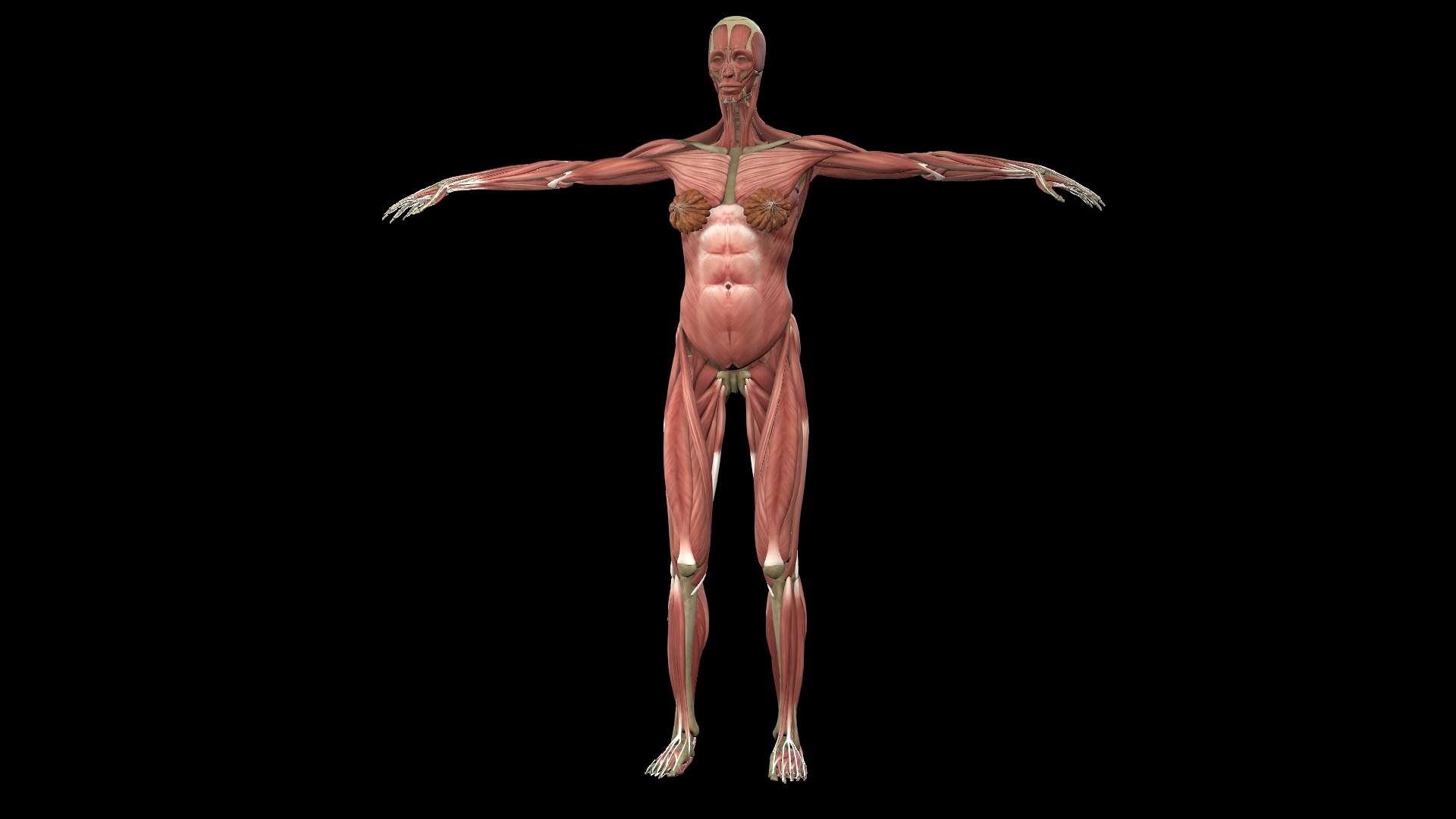 3D Female Muscle  with skeletal system https://p.turbosquid.com/ts-thumb/Vu/qWeROa/Rm/1/jpg/1686658762/1920x1080/fit_q87/16774ecfe507bfdae8415429509eaa0dbc306ee5/1.jpg