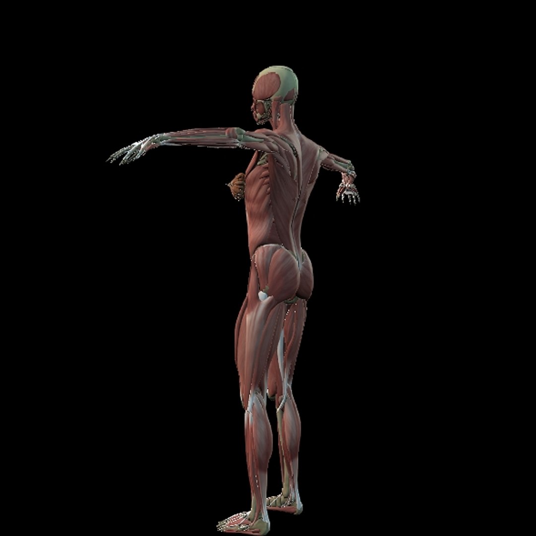 3D Female Muscle  with skeletal system https://p.turbosquid.com/ts-thumb/Vu/qWeROa/SY/p12/jpg/1686658775/1920x1080/fit_q87/400691ff268014879d63db7dfbceb143fd099d17/p12.jpg