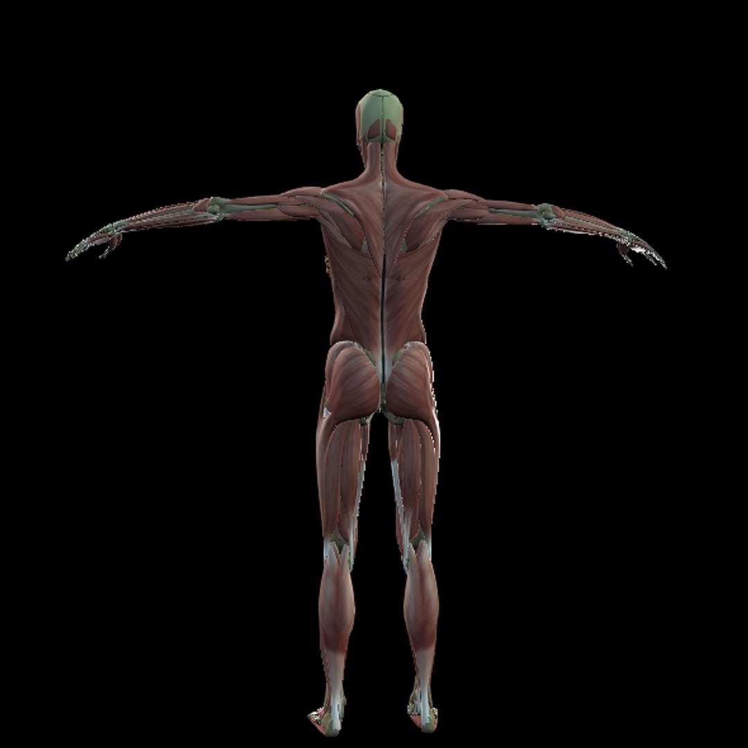 3D Female Muscle  with skeletal system https://p.turbosquid.com/ts-thumb/Vu/qWeROa/Sg/p16/jpg/1686658777/1920x1080/fit_q87/30ceafc6b4b0d493a95ceef8da326d209e0e7ca3/p16.jpg