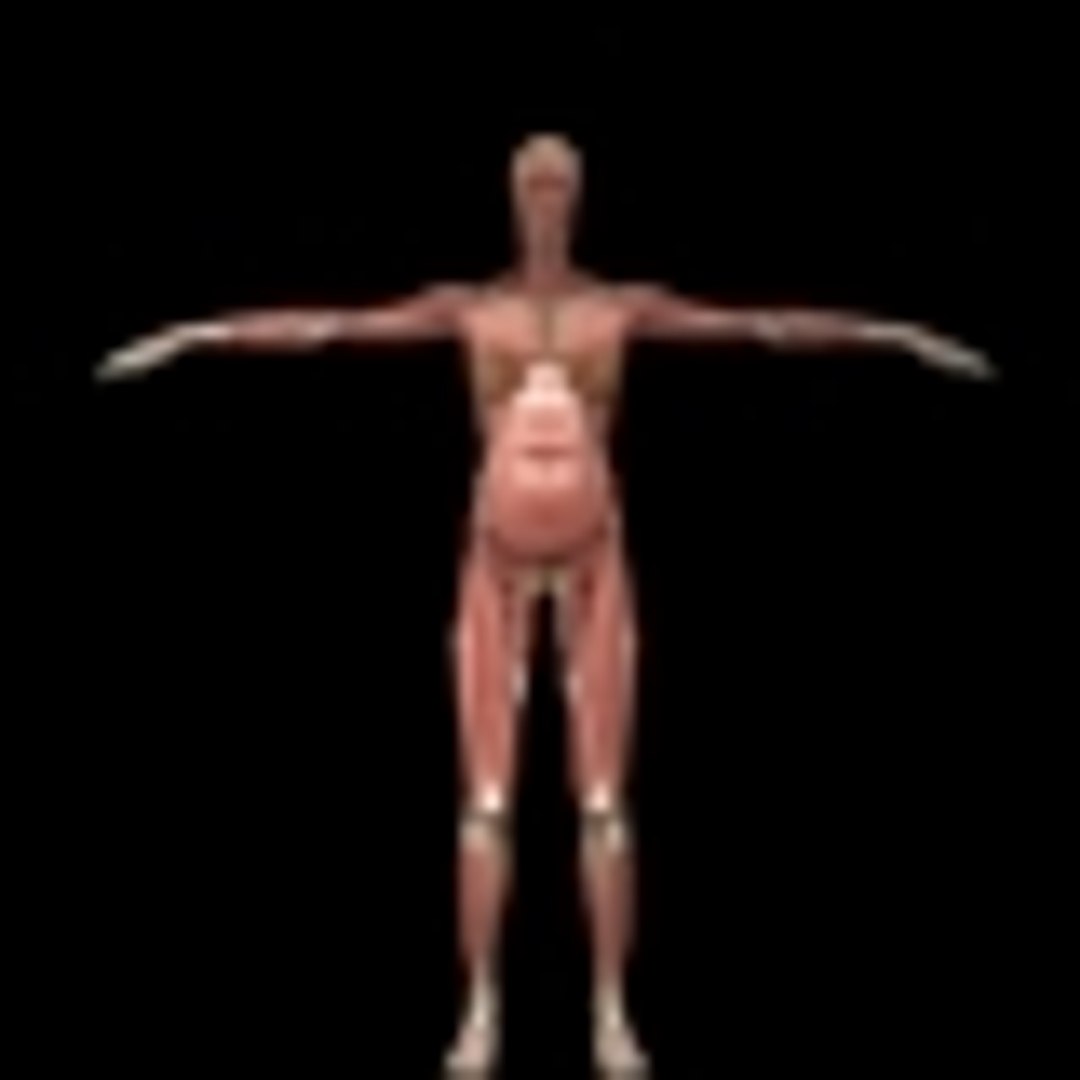 3D Female Muscle  with skeletal system https://p.turbosquid.com/ts-thumb/Vu/qWeROa/T4/p0/jpg/1686658768/1920x1080/fit_q87/fe540d0a7ead377d2292b0e8f7d6fff9c3ccb780/p0.jpg