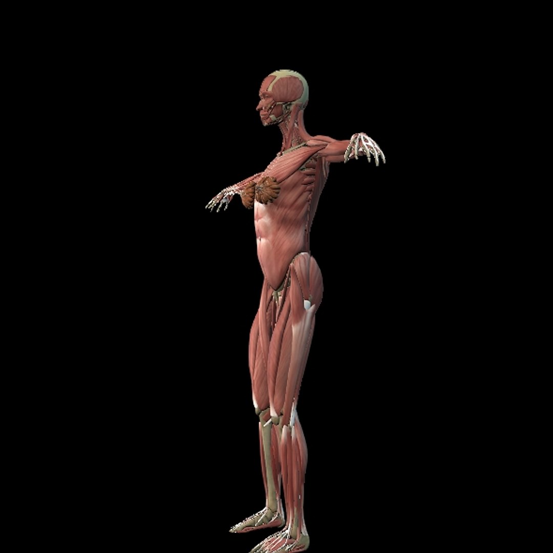 3D Female Muscle  with skeletal system https://p.turbosquid.com/ts-thumb/Vu/qWeROa/Wl/p8/jpg/1686658773/1920x1080/fit_q87/287e6d153966b635778f1b21d5a77f3c3c1a775f/p8.jpg