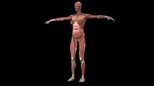 Female Muscle with skeletal system