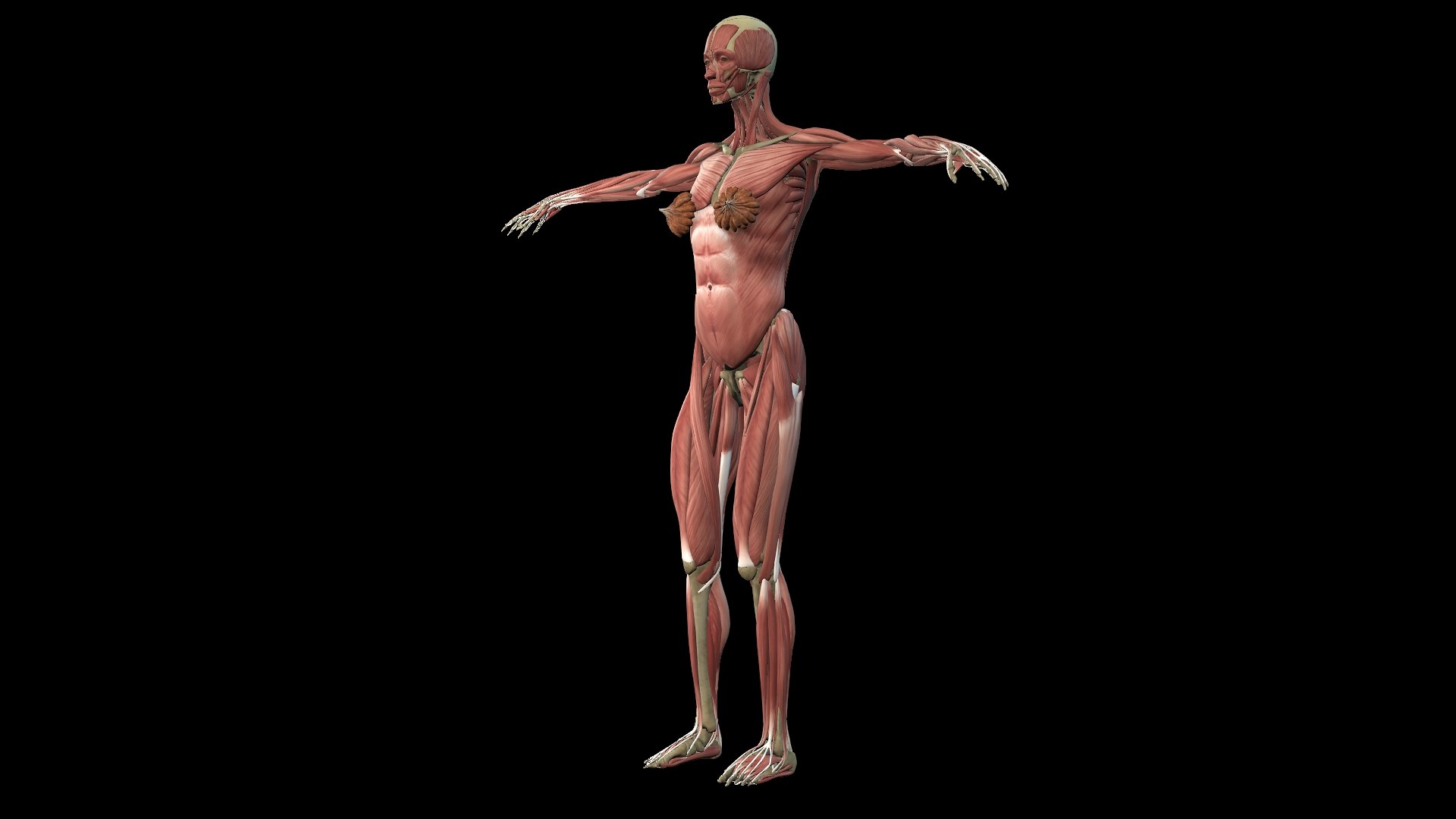 3D Female Muscle  with skeletal system https://p.turbosquid.com/ts-thumb/Vu/qWeROa/ex/3/jpg/1686658763/1920x1080/fit_q87/6eef29f49bcf46016685b399ee29bbf3616caa47/3.jpg