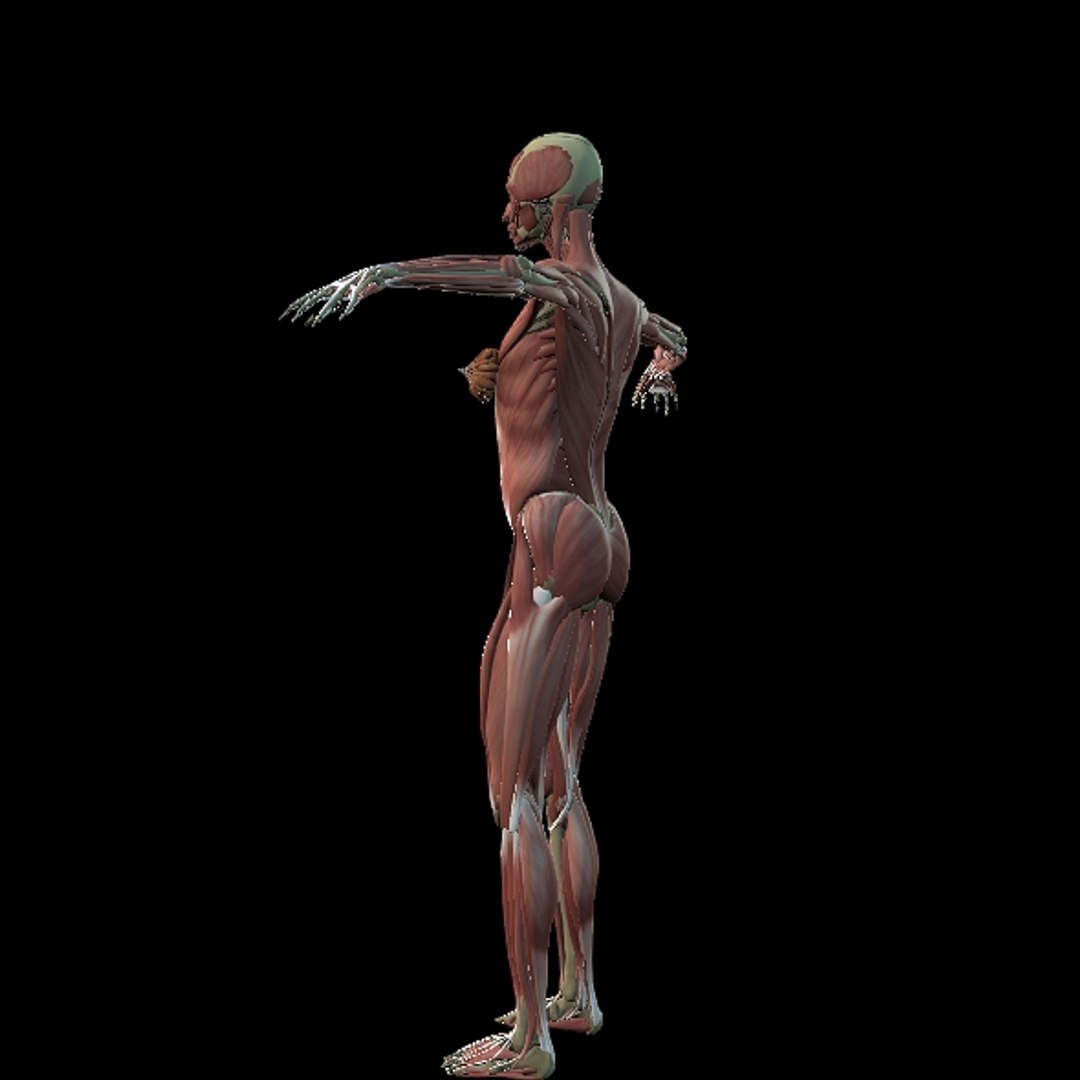 3D Female Muscle  with skeletal system https://p.turbosquid.com/ts-thumb/Vu/qWeROa/fC/p11/jpg/1686658774/1920x1080/fit_q87/2994929926668ee988a1e7fd1f863ed5b72cf0a1/p11.jpg