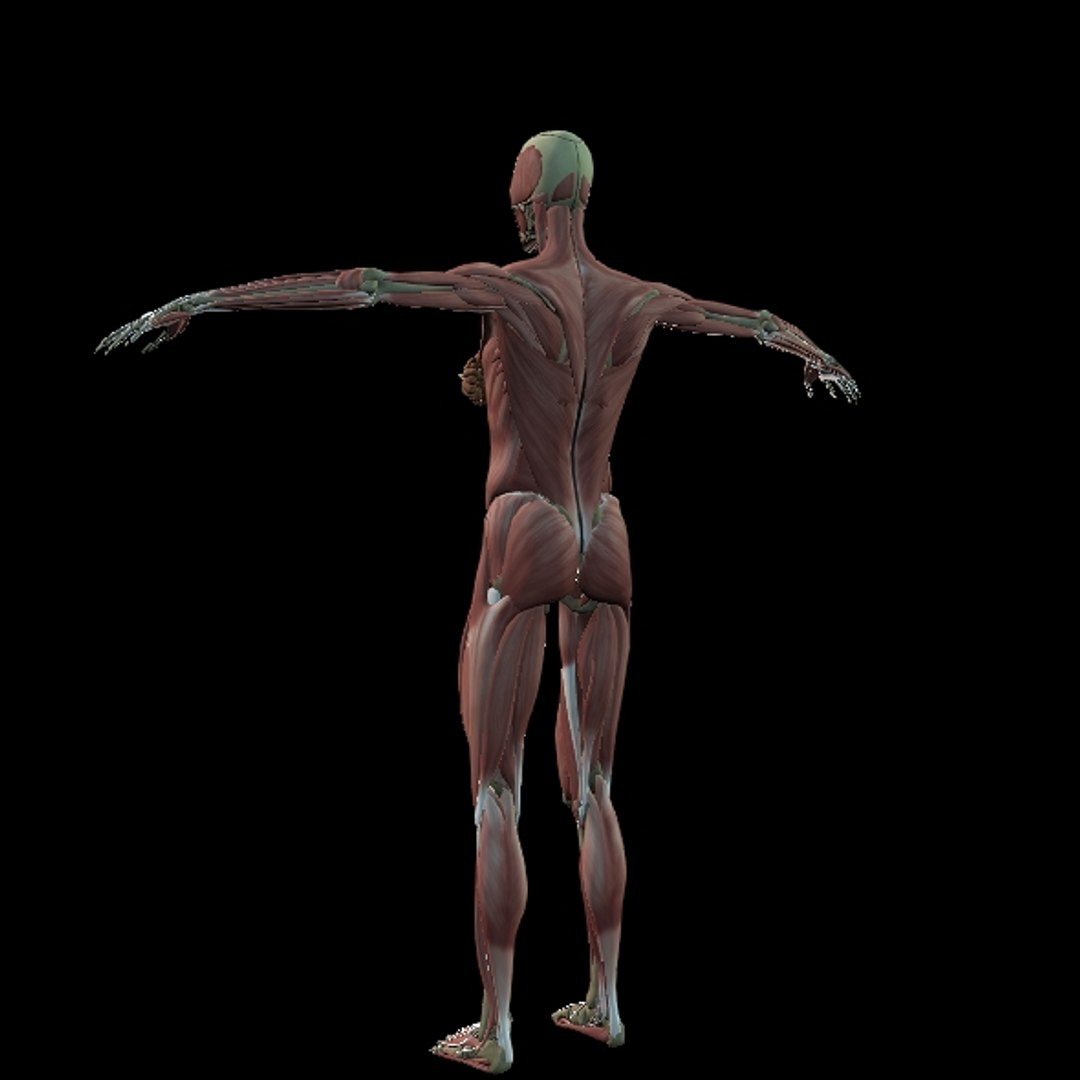 3D Female Muscle  with skeletal system https://p.turbosquid.com/ts-thumb/Vu/qWeROa/hu/p14/jpg/1686658776/1920x1080/fit_q87/51f44112acc28da3e60328f36af999e34e3fa815/p14.jpg