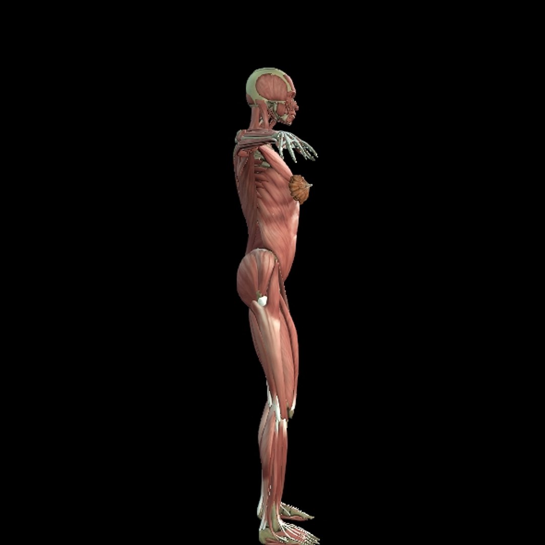 3D Female Muscle  with skeletal system https://p.turbosquid.com/ts-thumb/Vu/qWeROa/i2/p21/jpg/1686658780/1920x1080/fit_q87/88e95e68901dfb36eccc03355b2359c65eac84d8/p21.jpg