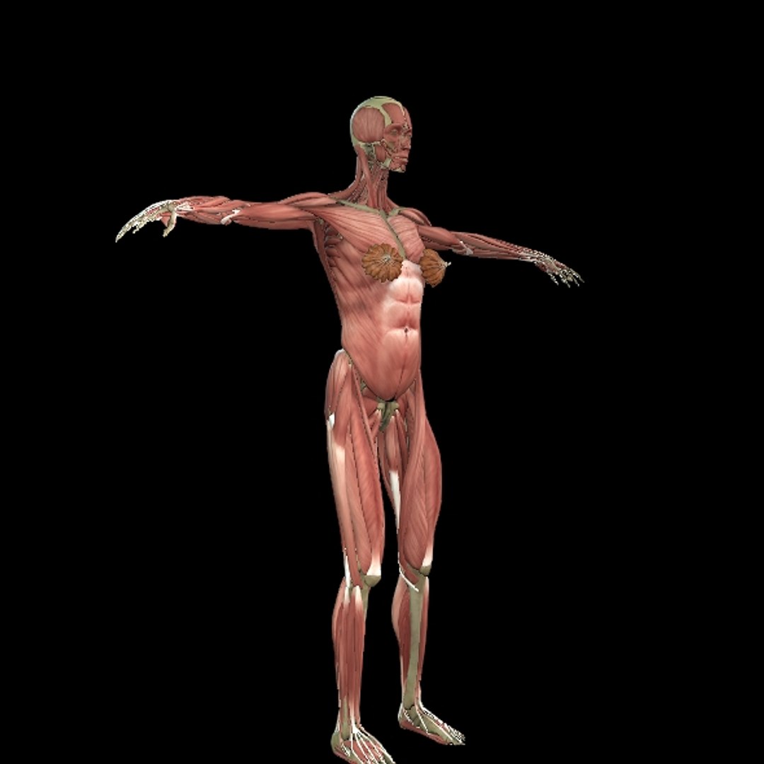 3D Female Muscle  with skeletal system https://p.turbosquid.com/ts-thumb/Vu/qWeROa/jY/p24/jpg/1686658781/1920x1080/fit_q87/64a94e65348b22bdc12a060cf0755cffcb5fd5b7/p24.jpg