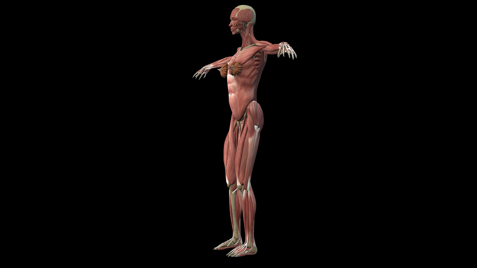 3D Female Muscle  with skeletal system https://p.turbosquid.com/ts-thumb/Vu/qWeROa/kG/4/jpg/1686658764/1920x1080/fit_q87/b5d5b197af5357c37fcbbb37c9e17ab3d12a3144/4.jpg