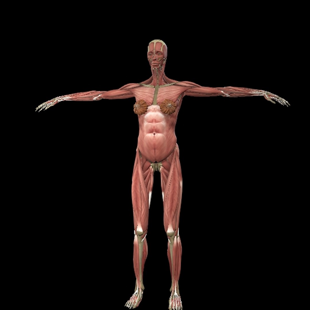 3D Female Muscle  with skeletal system https://p.turbosquid.com/ts-thumb/Vu/qWeROa/n8/p2/jpg/1686658769/1920x1080/fit_q87/103cec2021a5c3cb9eb9868dd3e5290879f33a76/p2.jpg