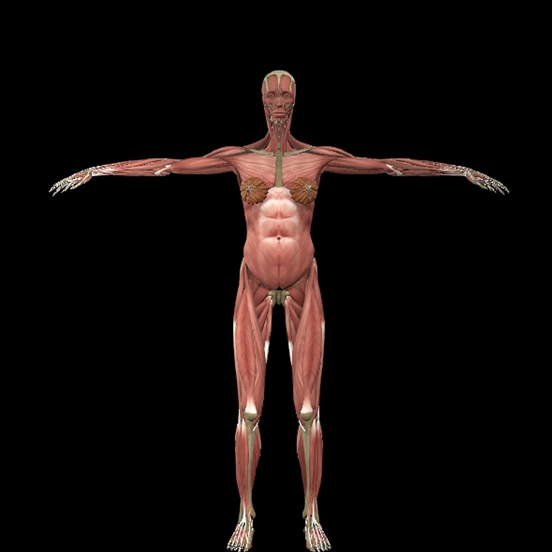 3D Female Muscle  with skeletal system https://p.turbosquid.com/ts-thumb/Vu/qWeROa/q4/p1/jpg/1686658768/1920x1080/fit_q87/204d489b7e50cdc628c69b4b08d3c8ac23d11b3e/p1.jpg