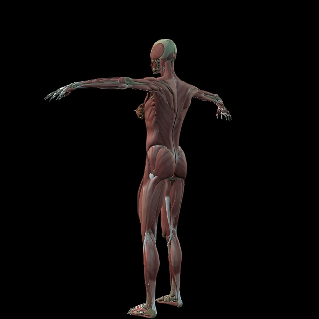 3D Female Muscle  with skeletal system https://p.turbosquid.com/ts-thumb/Vu/qWeROa/qJ/p13/jpg/1686658775/1920x1080/fit_q87/28ba5d3a18f3fc3a09fc9555ec1a47b4f86f92bb/p13.jpg