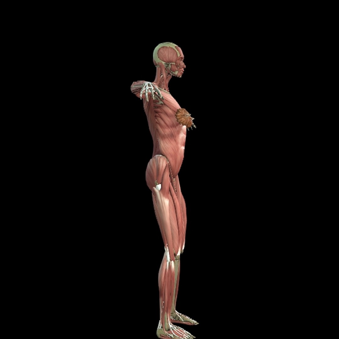 3D Female Muscle  with skeletal system https://p.turbosquid.com/ts-thumb/Vu/qWeROa/rQ/p22/jpg/1686658780/1920x1080/fit_q87/021729df1d47663722ac16d213f69764a4e44efc/p22.jpg