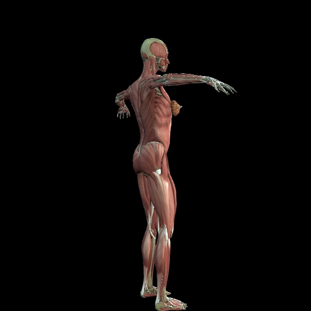 3D Female Muscle  with skeletal system https://p.turbosquid.com/ts-thumb/Vu/qWeROa/uL/p20/jpg/1686658779/1920x1080/fit_q87/5bcbb44c7cf6f5178946b6a27c6229ca3c7b2fe8/p20.jpg