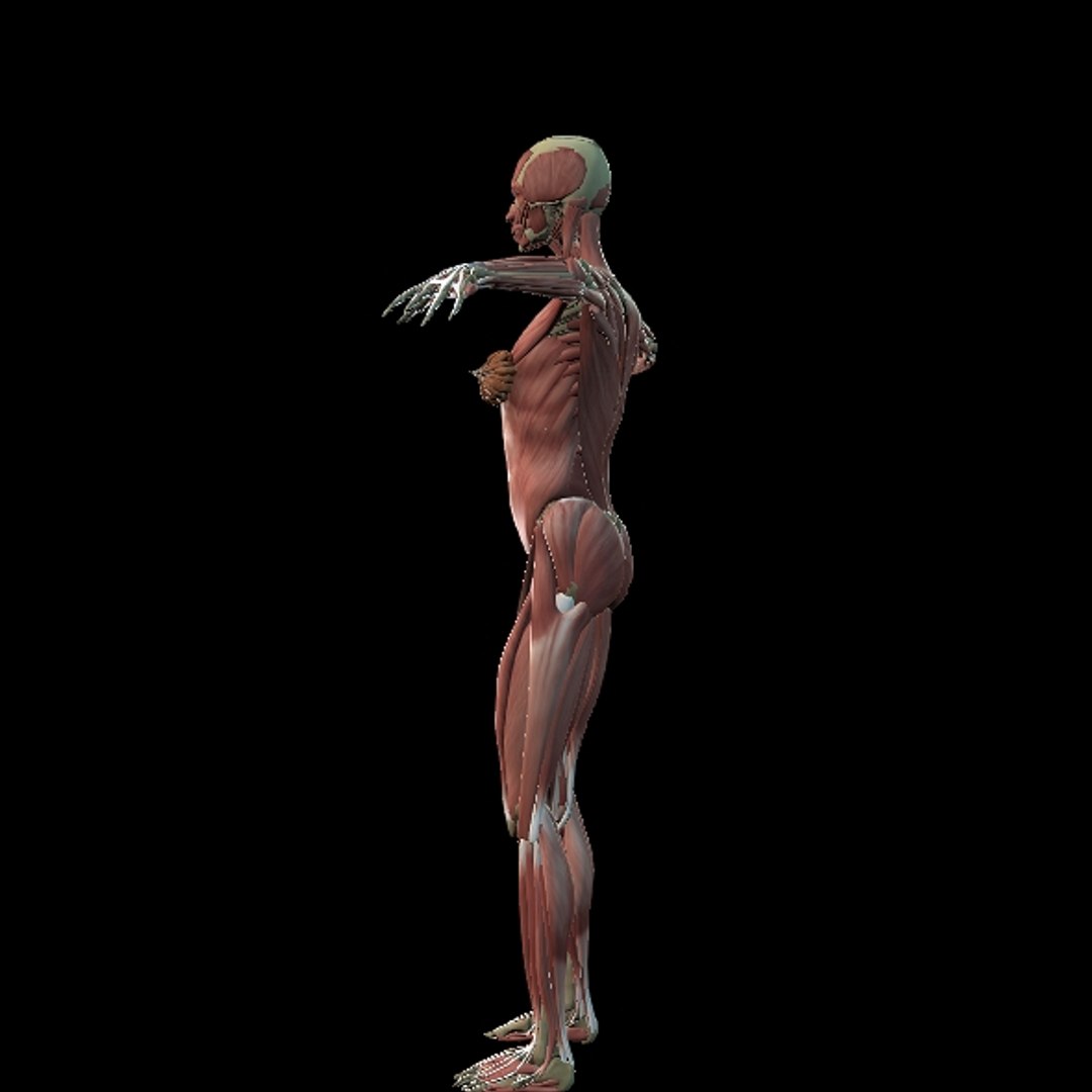 3D Female Muscle  with skeletal system https://p.turbosquid.com/ts-thumb/Vu/qWeROa/zm/p10/jpg/1686658773/1920x1080/fit_q87/fc86f129fec3454cfcfd9f99351905ff1cca7ea0/p10.jpg