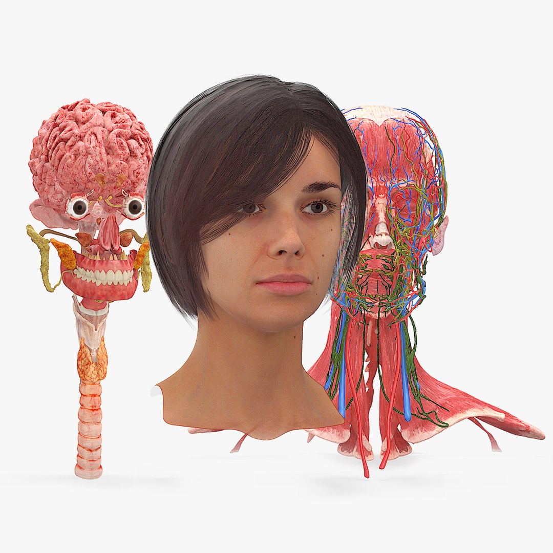 Female Head Realistic Anatomy 3D model preview