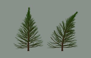 Pine Tree 3D