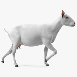 White Goat Walking